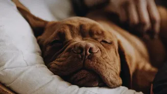 Indoor Sound Therapy Routines That Instantly Comfort Dogs During Sudden Monsoon Storms