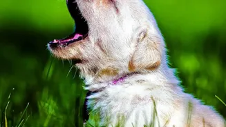 Why Dog Anxiety Increases During Monsoons And How Sound Therapy Helps Calm