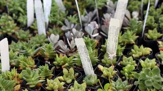 Labeling houseplants? Try these simple hacks