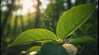The Study Adds Scientific Nuance To Claims About CO2 Fertilisation