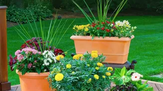 Terracotta Olla Pots Help Balcony Gardeners Maintain Soil Moisture During Humid Dry Weather