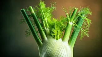 Unlock a Happy Gut: 5 Ways Fennel Champions Your Digestive Wellness