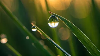The Priceless Treasures: Finding Joy in Life's Free Gifts