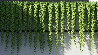 Trailing Plants Are Bringing Soft Drama To Balconies