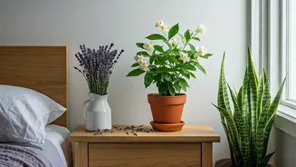 Sleep Soundly: Calming Plants for Better Rest