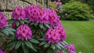 Transform Your Garden: 5 Stunning Ways to Use Rhododendrons & Expert Care Tips