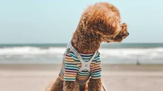 What Responsible Pet Travel Looks Like From Check-In to Check-Out