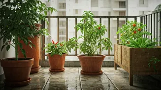 Indian Kitchens Want Balcony Produce This Monsoon