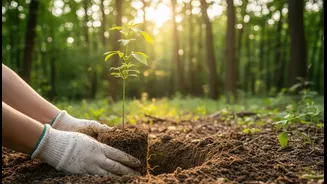 Can Harela's Sapling Drive improve the difference between trees planted and trees established without survival-free plantation targets?