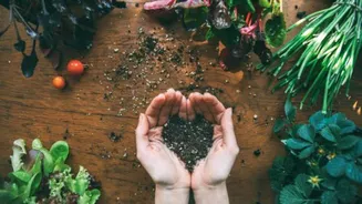 How to use kitchen scraps for your indoor garden