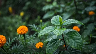 These Hardy Plants Can Handle Heavy Monsoon Showers