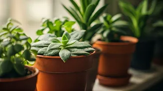 Beginner Plant Parents, This Is Your Season