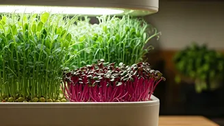 Vertical Kitchen Gardens Help Urban Dwellers Grow Sustainable Microgreens Easily