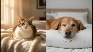 Why Researchers Are Comparing Dogs And Cats In Emotional Wellbeing Studies