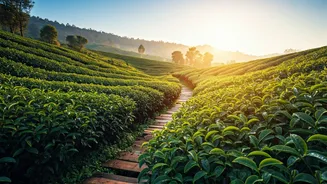 Organic Tea Plantation Tours Draw Young Indian Groups To Sri Lanka