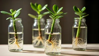Sleek Recycled Glass Bottles Are Perfect For Jade Propagation