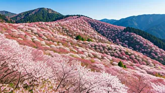 Mount Yoshino: Japan's Cherry Blossom Paradise with 30,000 Blooms!