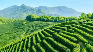 Matcha supply crunch hits Indian cafes