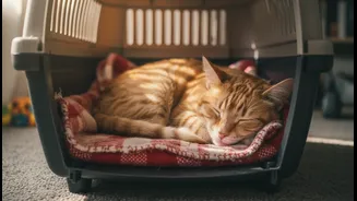 Familiar Bedding Can Make a Carrier Feel Less Like a Trap