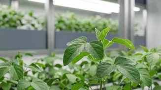 Scientists Report AI-Made Receptors That Activate Crop Defences