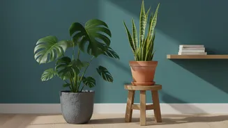 For Houseplant Shopping, Keep Room Humidity And Available Space Visible