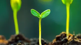 How The Power Of Compounding Helps 20s Earners Generate Significant Long-Term Capital Gains