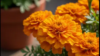 Marigolds Have Entered The Balcony Chat
