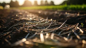 Farm's Own Treasures: Simple Mulching for Summer Soil Survival