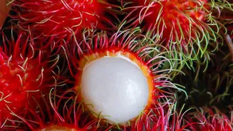Lychee Flesh Should Be Translucent, Juicy and Sweet After Peeling