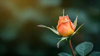 Cherish Mom: Heartfelt Mother's Day 2026 Wishes & Messages for Every Bond