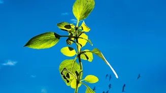 Genetically Modified Plants For City Streetlights: Cutting Power Demands In Indian Metros