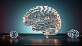 Sleepy While Studying? Unpacking the Science of Slumber