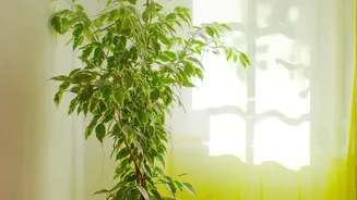 Plants And The Question Of Indoor Air Quality: A Closer Look