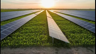 Poznan's 31,000-Panel Site Shows Agrivoltaics Can Scale Beyond Small Farms