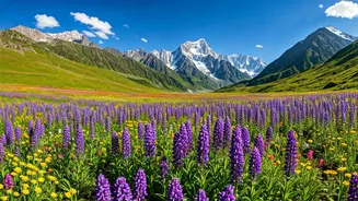 Valley Of Flowers Enters Peak Bloom Window