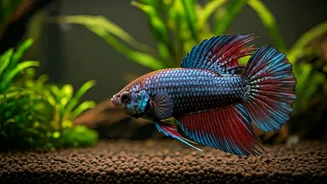 Beyond a Year: Surprising Aquarium Fish That Live for Decades