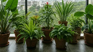 Give Your Balcony A Monsoon Makeover With These Plants