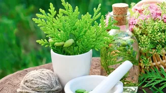 Keep Balcony Plants Pest Free Naturally Using Diluted Neem Oil And Soapy Water Sprays