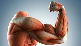 Unlock Better Blood Sugar: The Muscle Powerhouse for Diabetes Management