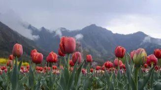 Asia's Largest Tulip Garden Opens In Srinagar, Boosting Tourism Hopes