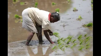 El Niño-hit monsoon raises food inflation concerns in India