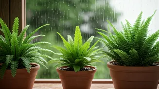 Ferns Are The Softest Monsoon Balcony Upgrade