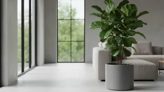 A Slow Rotation Can Support More Even Houseplant Growth