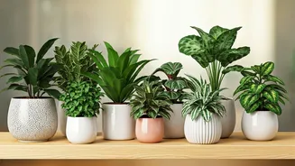 8 Indoor Plants Thriving in Low Light: A Green Guide
