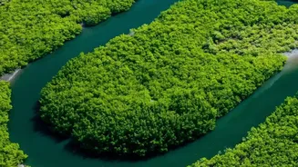 How Satellite Imaging Tracks Mangrove Density Shifts To Measure Sundarbans Carbon Sequestration