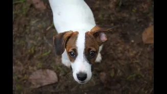 Saiba como identificar se seu cão está com dor e o que fazer