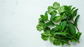 Mint-Coriander Magic Is Back This Season