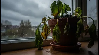 Overwatering In The Monsoon Often Begins With Habit, Not Plant Need