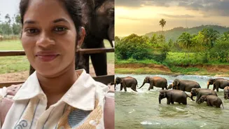 Tourist Dies At Kodagu Karnataka Elephant Camp — 5 Precautions Tourists Must Follow Around Wild Animals