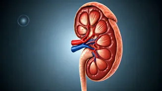 Kidney Health: Causes and Risks Explained